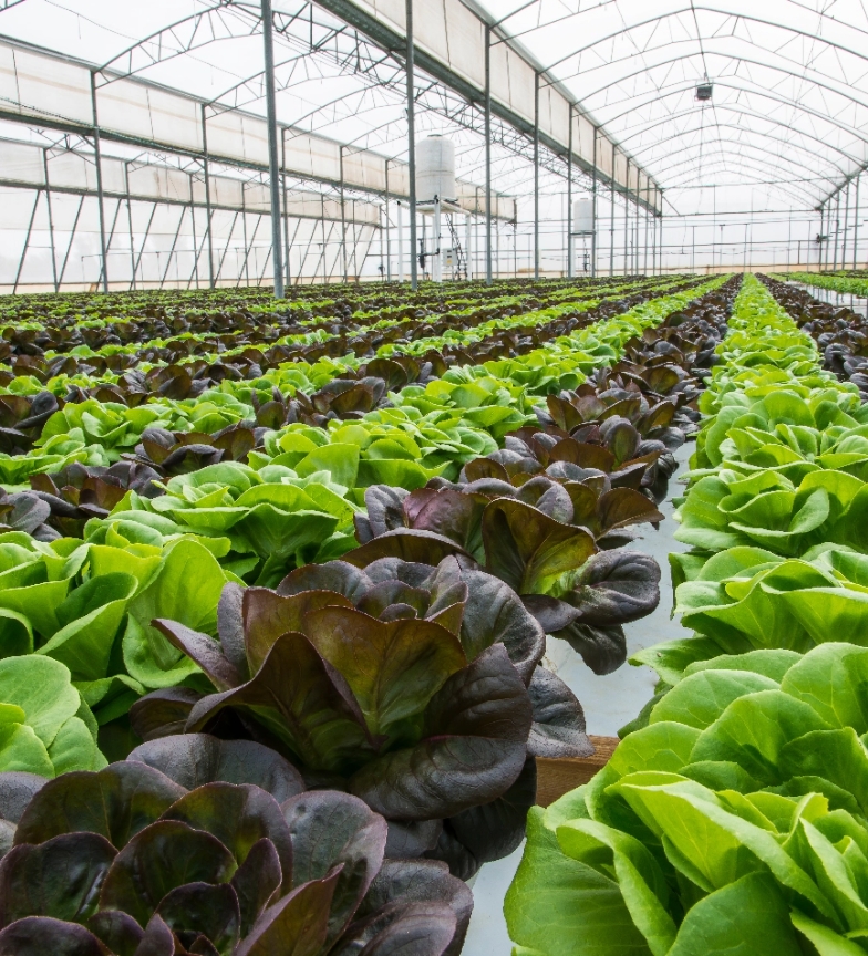 Hydroponic lettuce growing in a greenhouse